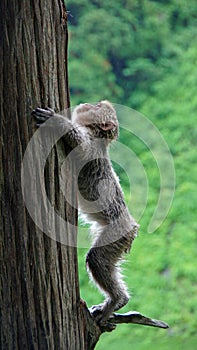 Snow monkey climbing up a tree in Jigokudani, Japan