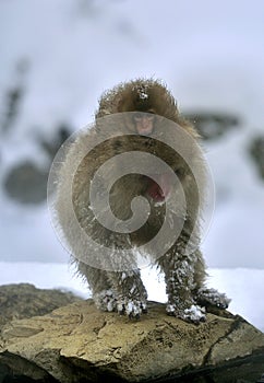 Snow monkey with cub. The Japanese macaque.