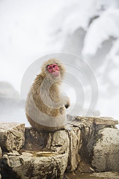 Snow Monkey Curiosity