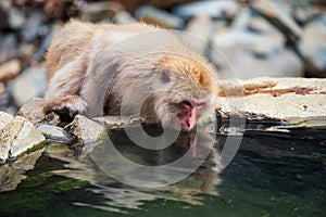 Snow monkey drink hot spring water, Yamanouchi