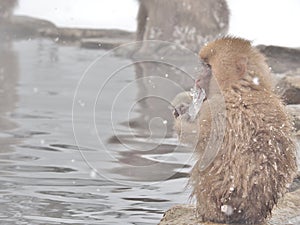 Snow monkey eating ice at hot spring