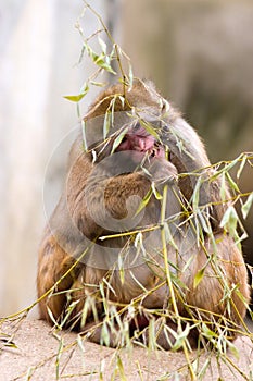 Snow monkey eating plant