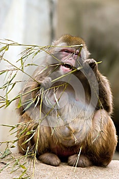 Snow monkey eating plant
