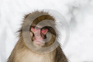Snow Monkey Emotions and Expressions: Anger photo