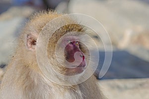 Snow Monkey Emotions and Expressions: Attentiveness