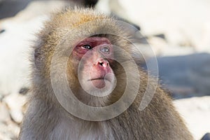 Snow Monkey Emotions and Expressions: Concern