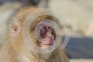 Snow Monkey Emotions and Expressions: Consternation