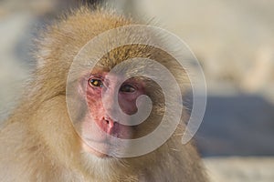 Snow Monkey Emotions and Expressions: Disbelief photo