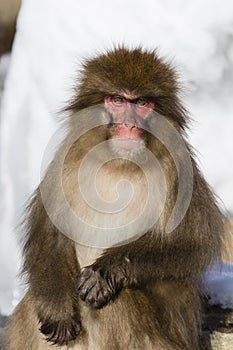 Snow Monkey Emotions and Expressions: Seriousness