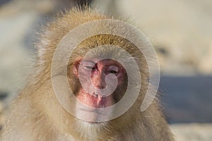 Snow Monkey Expressions: Sleepiness