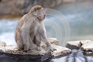 Snow Monkey face in profile