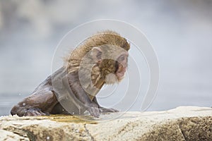 Snow Monkey Facial Expression: Determination