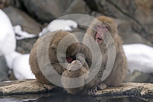 A snow monkey family grooming