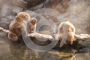 Snow monkey family at hot spring