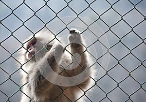 Snow monkey gripping a wire mesh fence