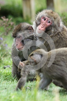 Snow Monkey with her family