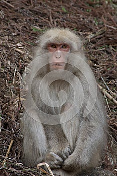 Snow Monkey on Hillside Facing Camera