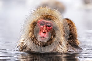 Snow Monkey in Hot Onsen