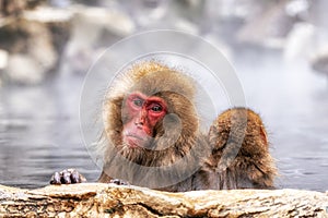 Snow Monkey in Hot Onsen