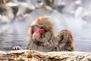 Snow Monkey in Hot Onsen