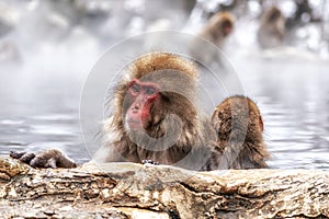 Snow Monkey in Hot Onsen