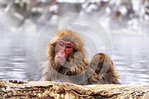 Snow Monkey in Hot Onsen