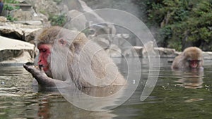 Snow Monkey in hot pool