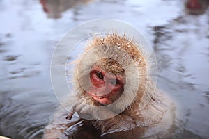 Snow monkey in hot spring