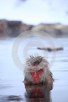 Snow monkey in hot spring