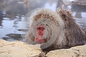 Snow monkey in hot spring