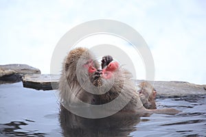 Snow monkey in hot spring