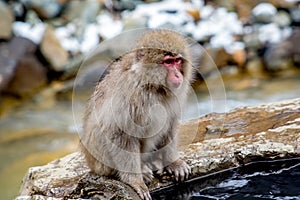 Snow monkey beside the hot spring 2