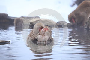 Snow monkey in hot spring