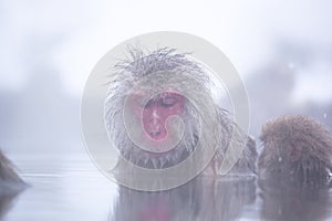Snow monkey in hot spring