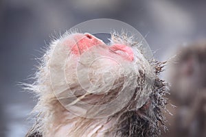 Snow monkey in hot spring