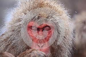 Snow monkey in hot spring