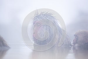 Snow monkey in hot spring