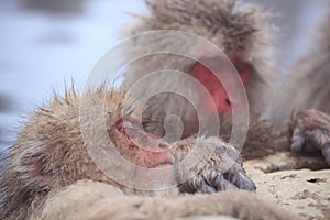 Snow monkey in hot spring