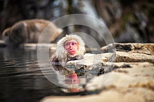 Snow monkey in hot spring, Yamanouchi