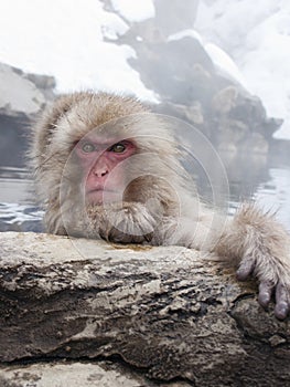 Snow monkey in hot springs of Nagano,Japan.