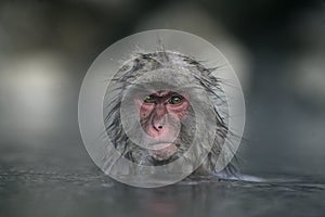 Snow monkey or Japanese macaque
