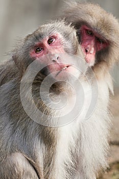 A snow monkey Japanese Macaque cuddling her baby near a warm spring