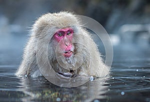 Snow monkey or Japanese Macaque in hot spring onsen