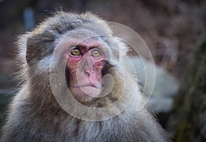 Snow monkey or Japanese Macaque in hot spring onsen