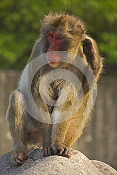 The Snow monkey or Japanese macaque.Macaca fuscata.