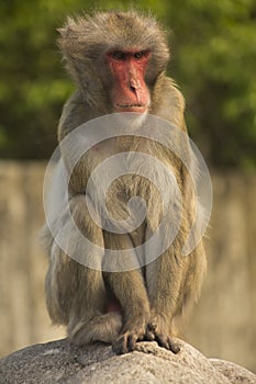 The Snow monkey or Japanese macaque.Macaca fuscata.