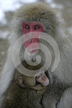 Snow monkey or Japanese macaque, Macaca fuscata