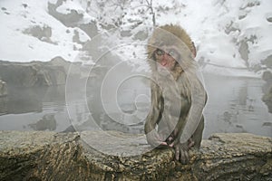 Snow monkey or Japanese macaque, Macaca fuscata