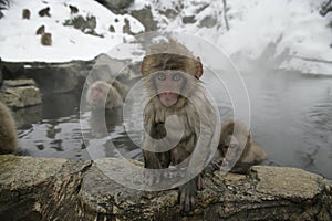 Snow monkey or Japanese macaque, Macaca fuscata photo