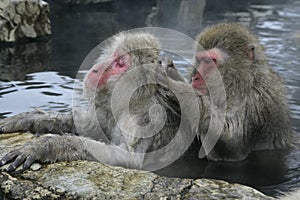 Snow monkey or Japanese macaque, Macaca fuscata